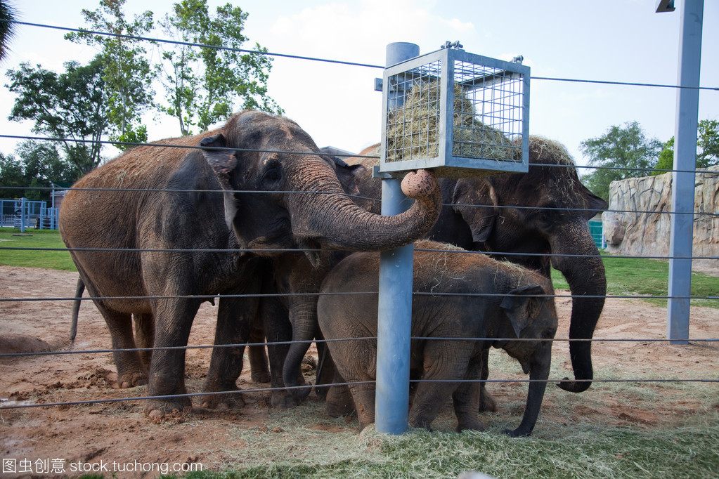 在动物园里饲养的大象
