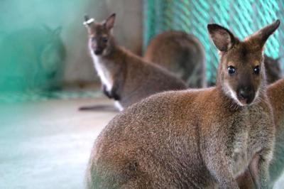 14只澳洲袋鼠大连森林动物园安新家