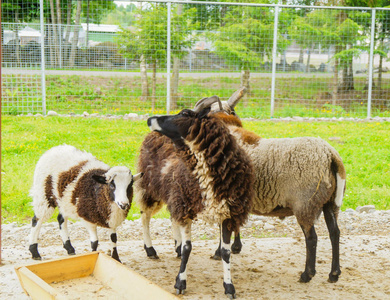 暖羊羊有动物横图图片下载-暖羊羊动物素材-暖羊羊动物照片