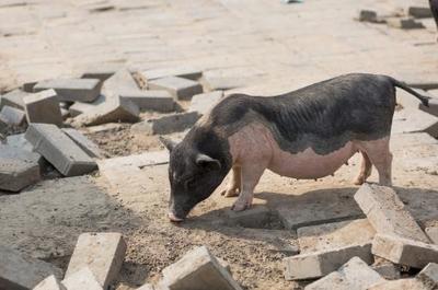 2020年农村个体散户养猪要求是什么?有什么政策?有补贴吗?